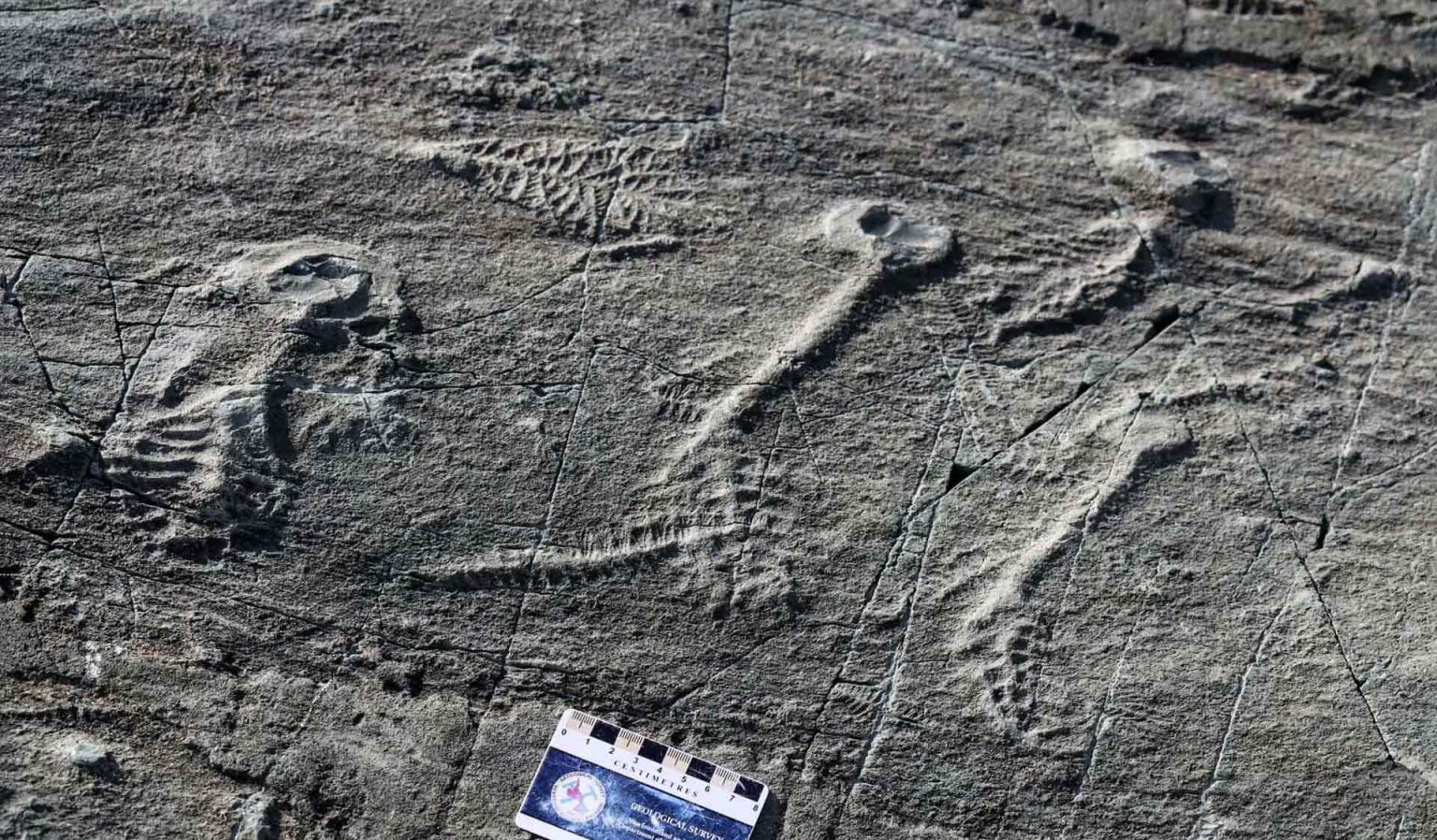 Ediacaran fossil site of Mistaken Point IUGS