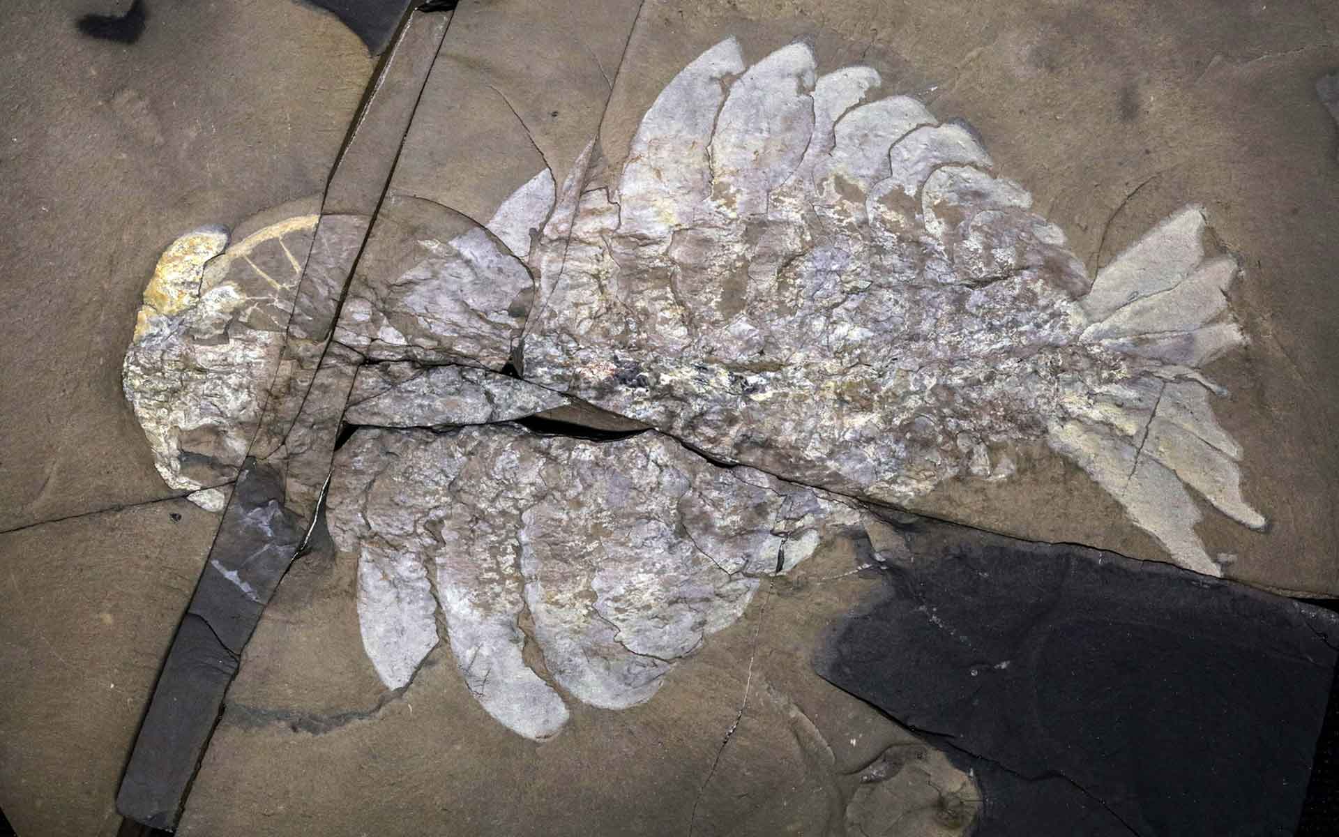 Anomalocaris canadensis from the Burgess Shale