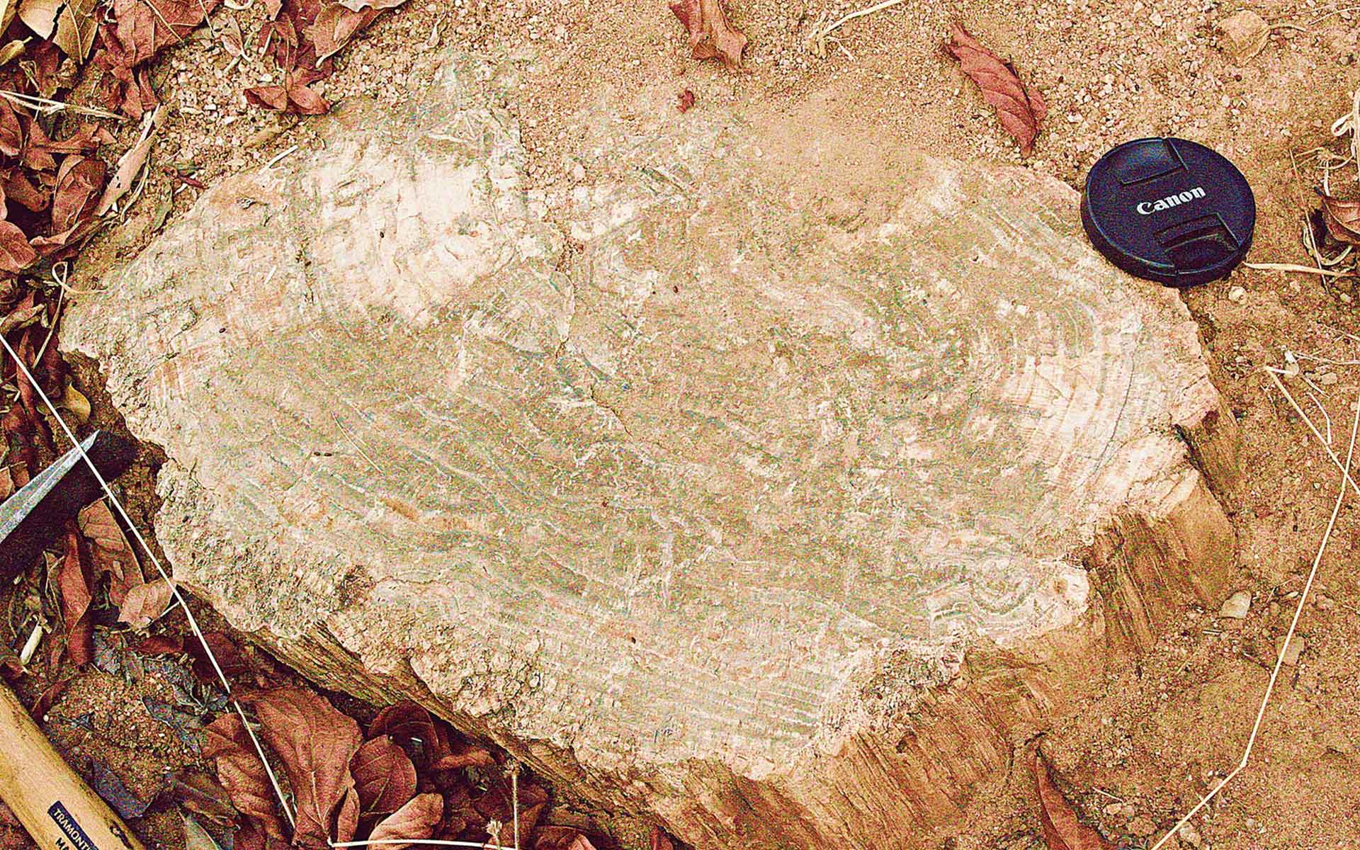 Fossil woods from the Nhambando site