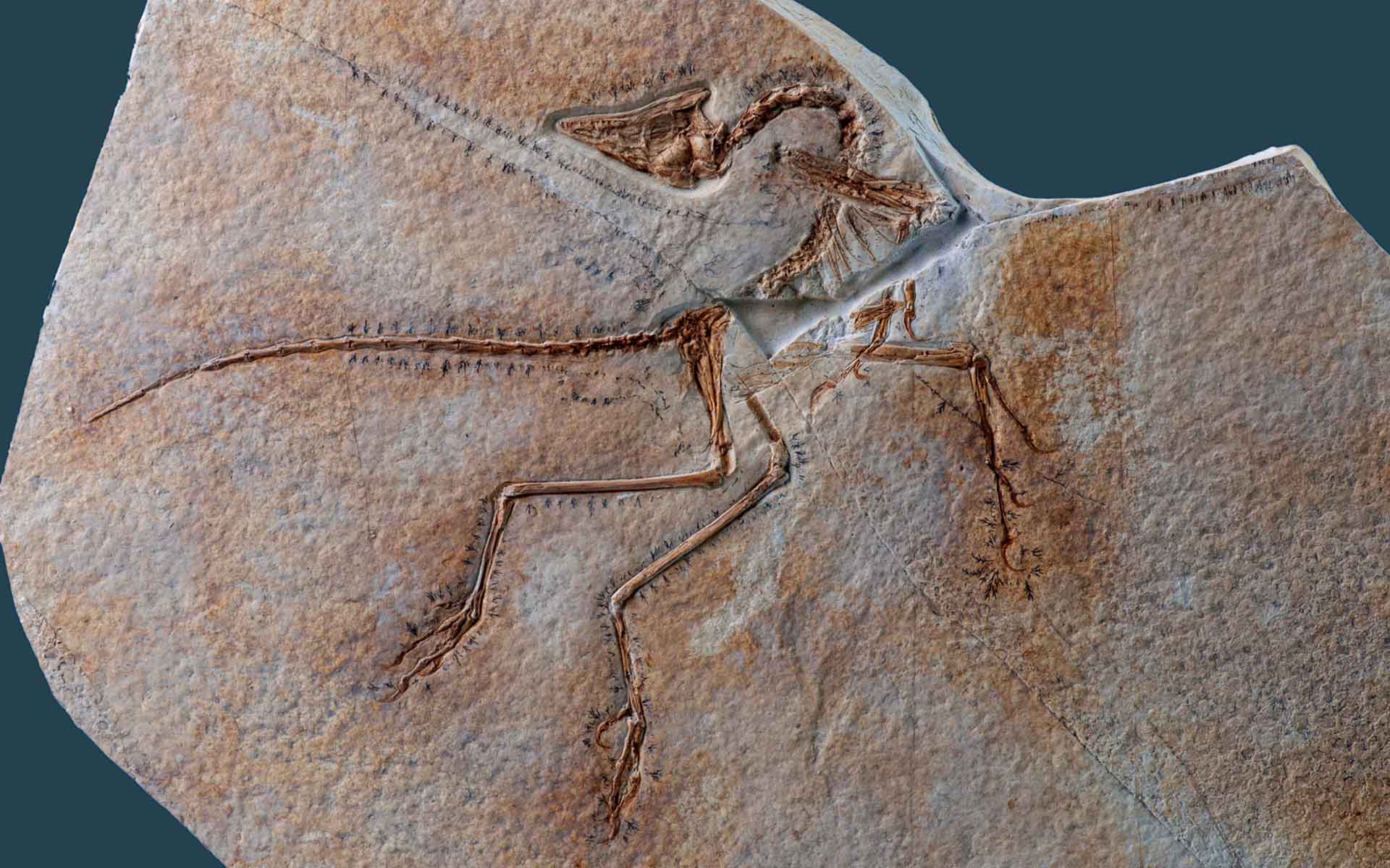 The “Eichstätt specimen” of Archaeopteryx