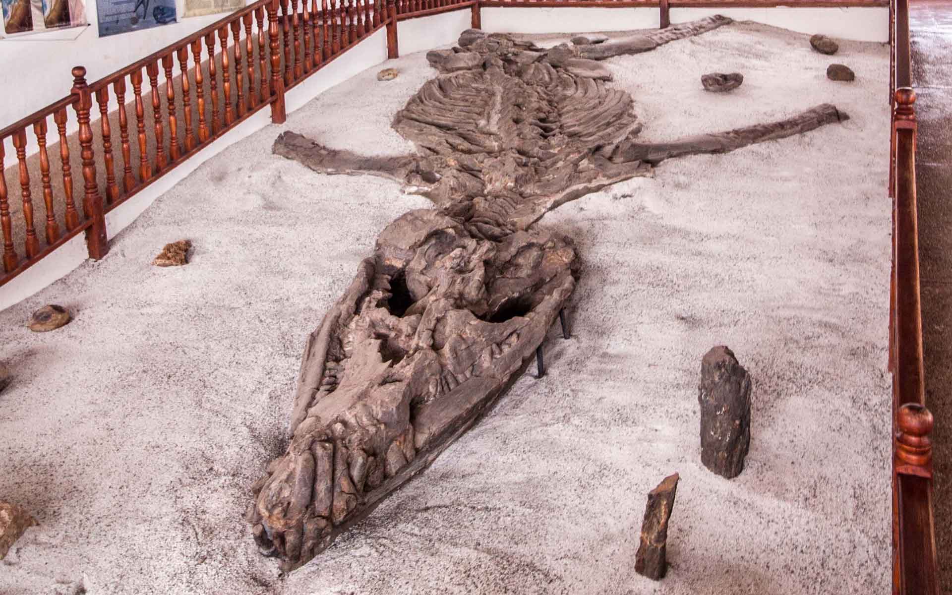 Early Cretaceous marine megapredator