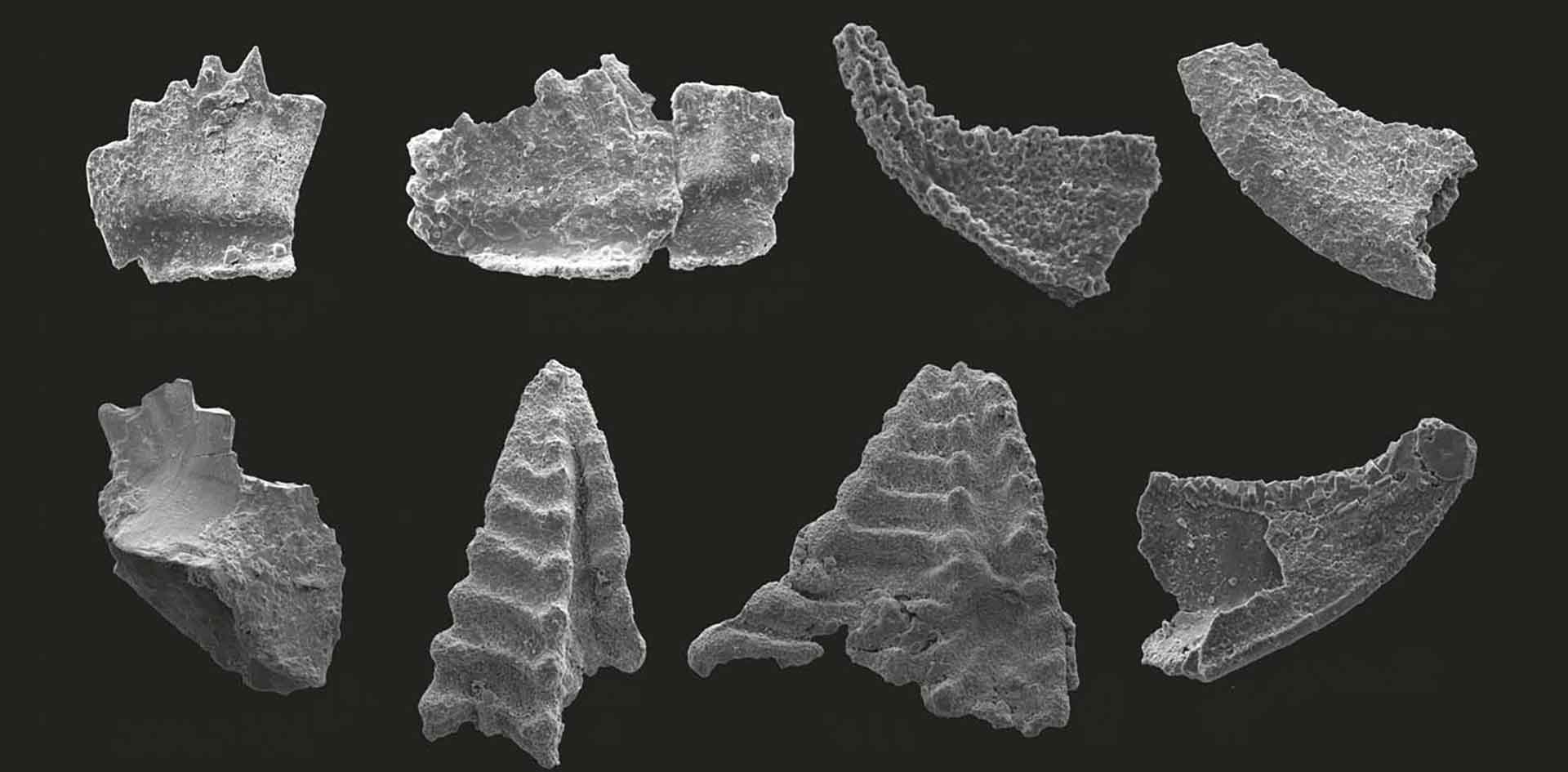 Key conodont species from the Chiatsun Group