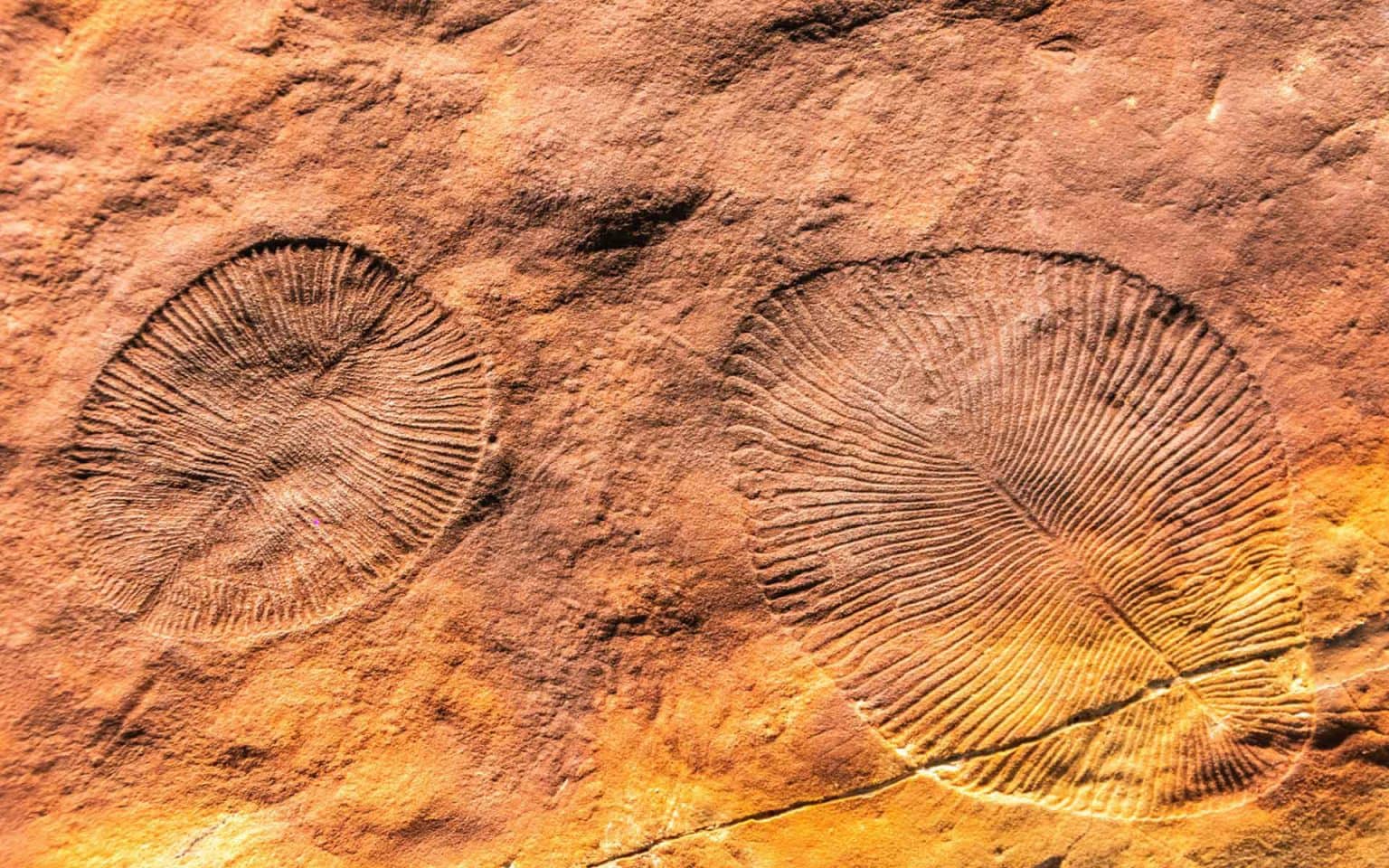 Ediacaran fossils in the Ediacara Hills, Flinders Ranges - IUGS