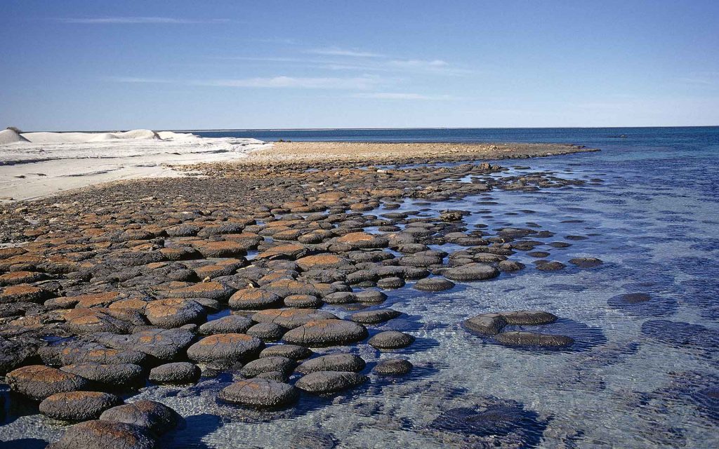 Stromatolite heads forming a coalesced reef-like body in southern Hamelin Pool (location shown in Figure).