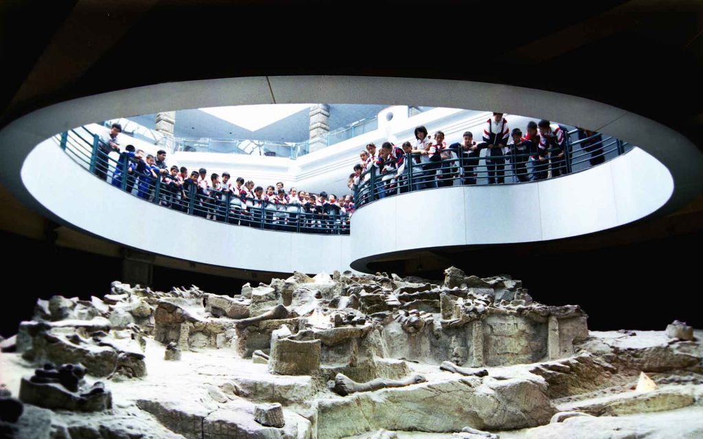 Concentrated dinosaur fossils in the site.