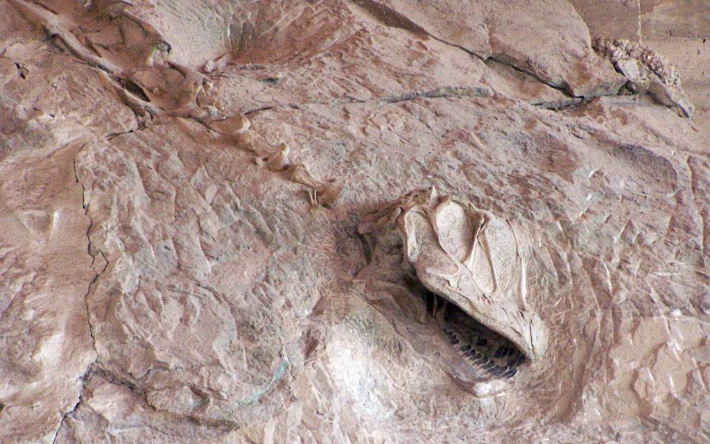 Articulated skull and cervical vertebrae of Camarasaurus as seen on the quarry face.