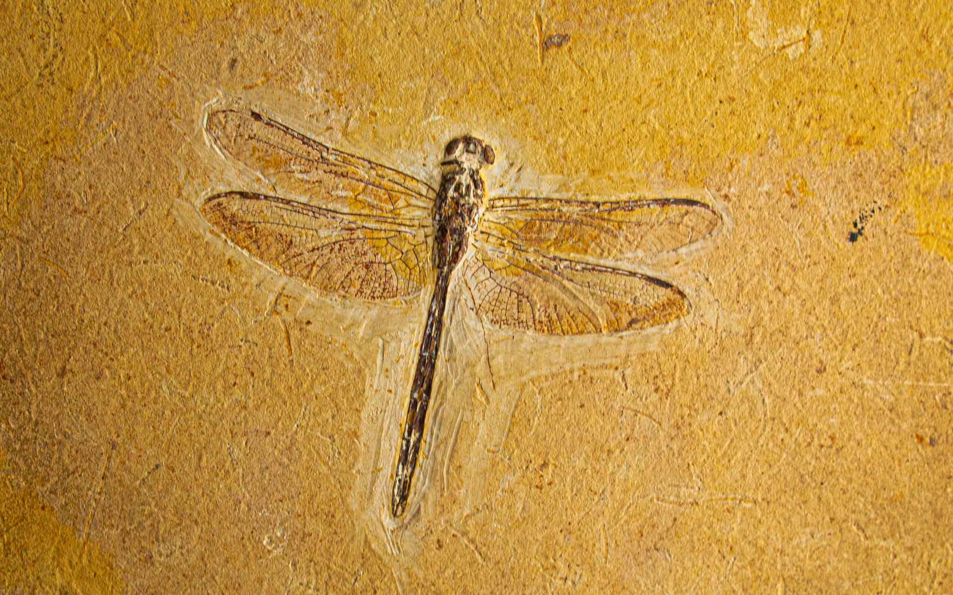 Cordulagomphus fenestratus (MPSC I 485). Fossilized dragonfly (Odonata) preserved in the Crato Formation, bearing witness to these insects' ancient flight 110 million years ago.