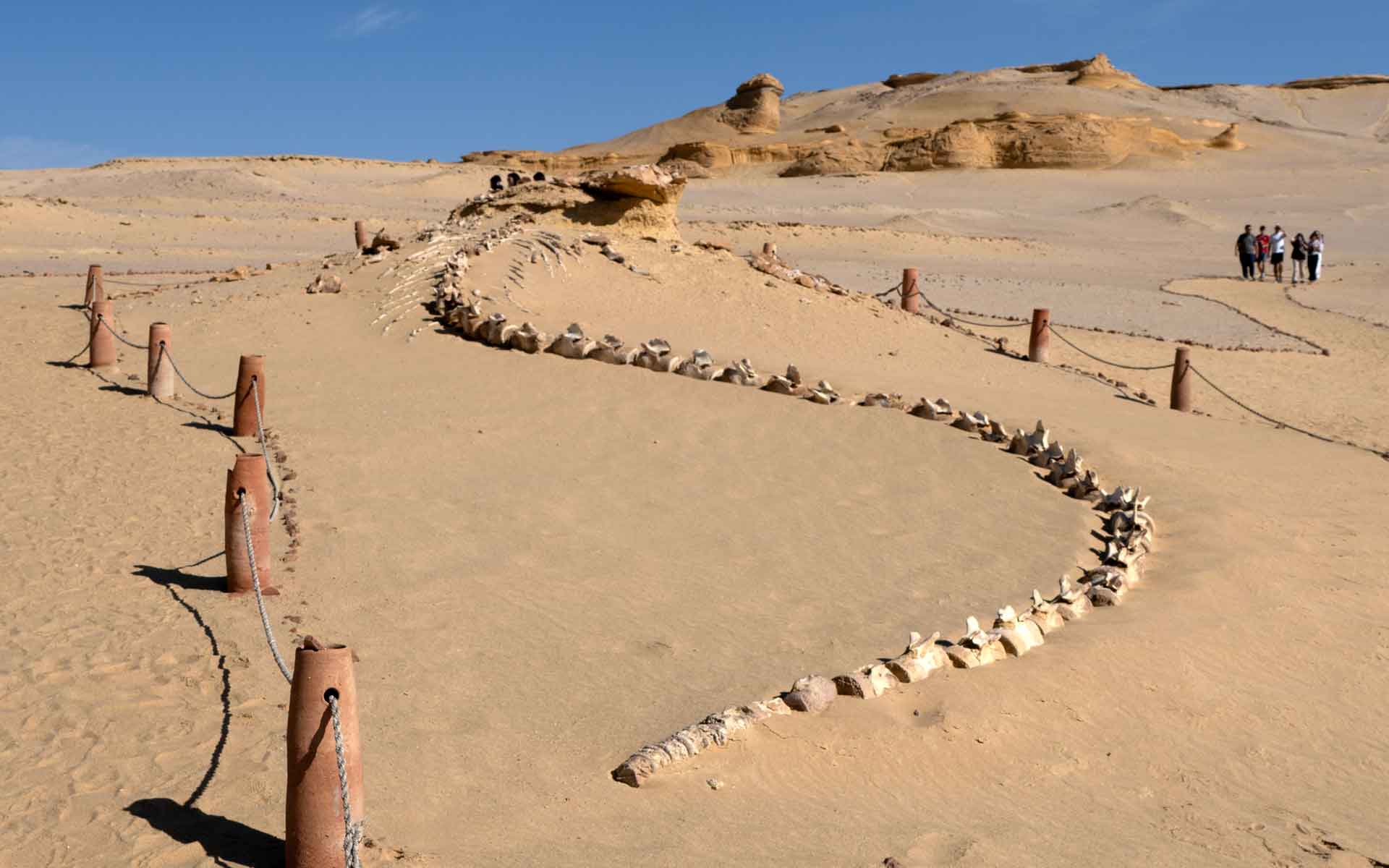 A complete Basilosaurus whale skeleton surrounded by hills. (Photo by Miguel Ángel Sainero).