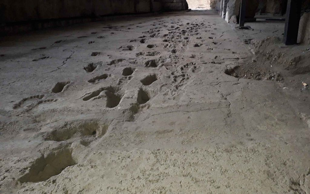 Close view of footprints showing them extending away. The details of the mud squashed up by each foot is perfectly preserved.
