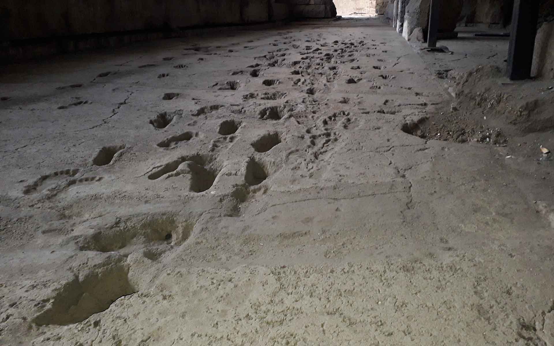 Close view of footprints showing them extending away. The details of the mud squashed up by each foot is perfectly preserved.