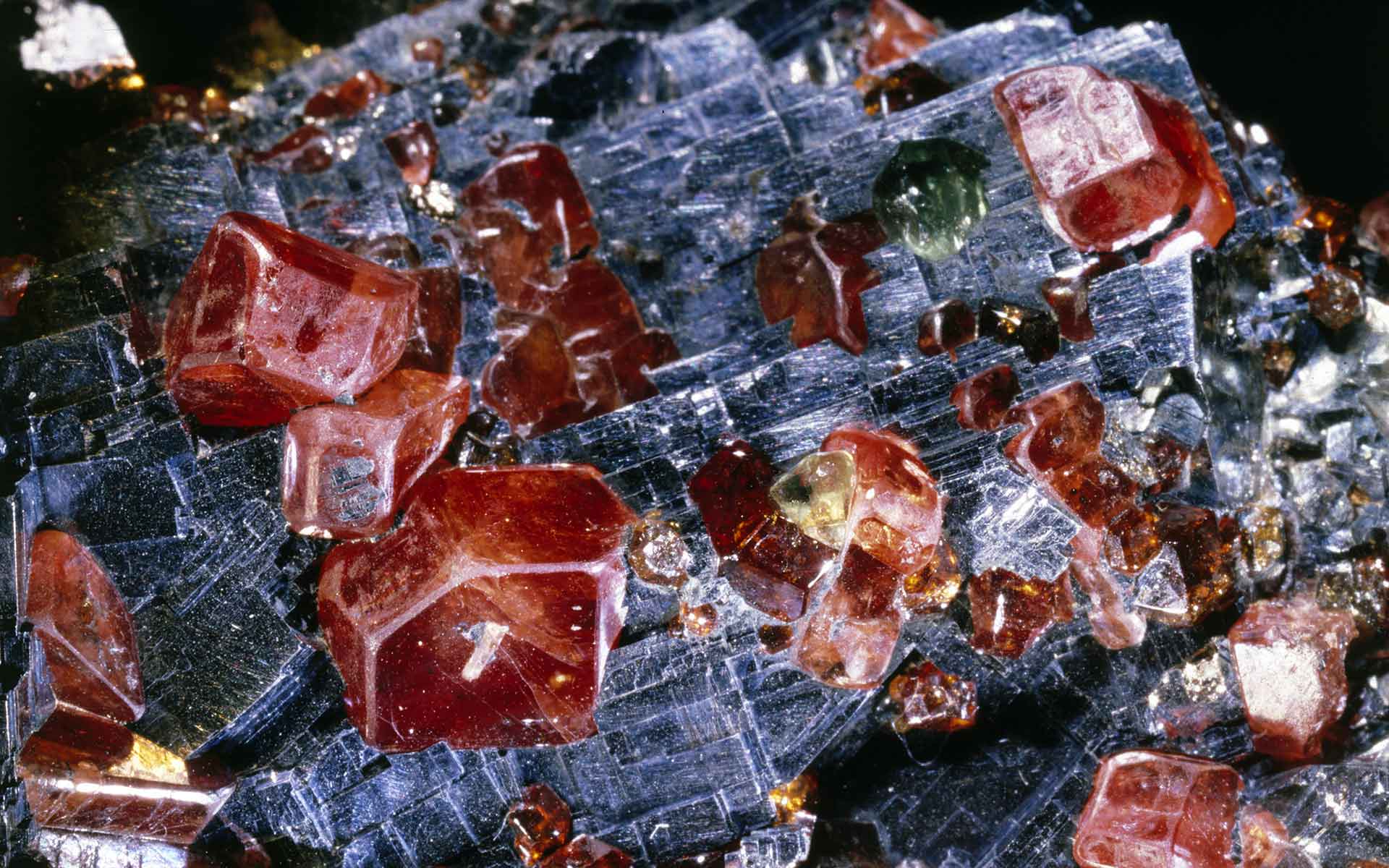 Crystals of ferrorhodonite-rhodonite (red) to 1 centimeter with spessartine (brownish red) and fluorapatite (green) in galena. North Mine. Private collection. F. Coffa photograph.