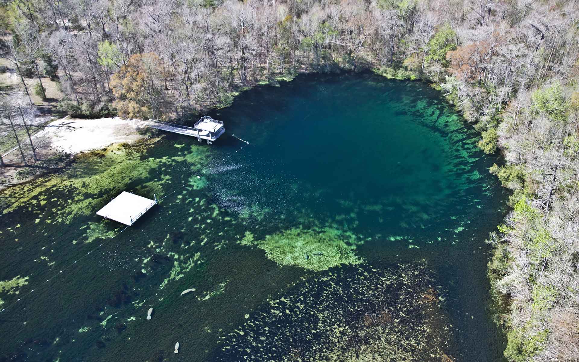 Aerial view overlooking Wakulla Spring pool and spring run (courtesy of Florida Geological Survey).