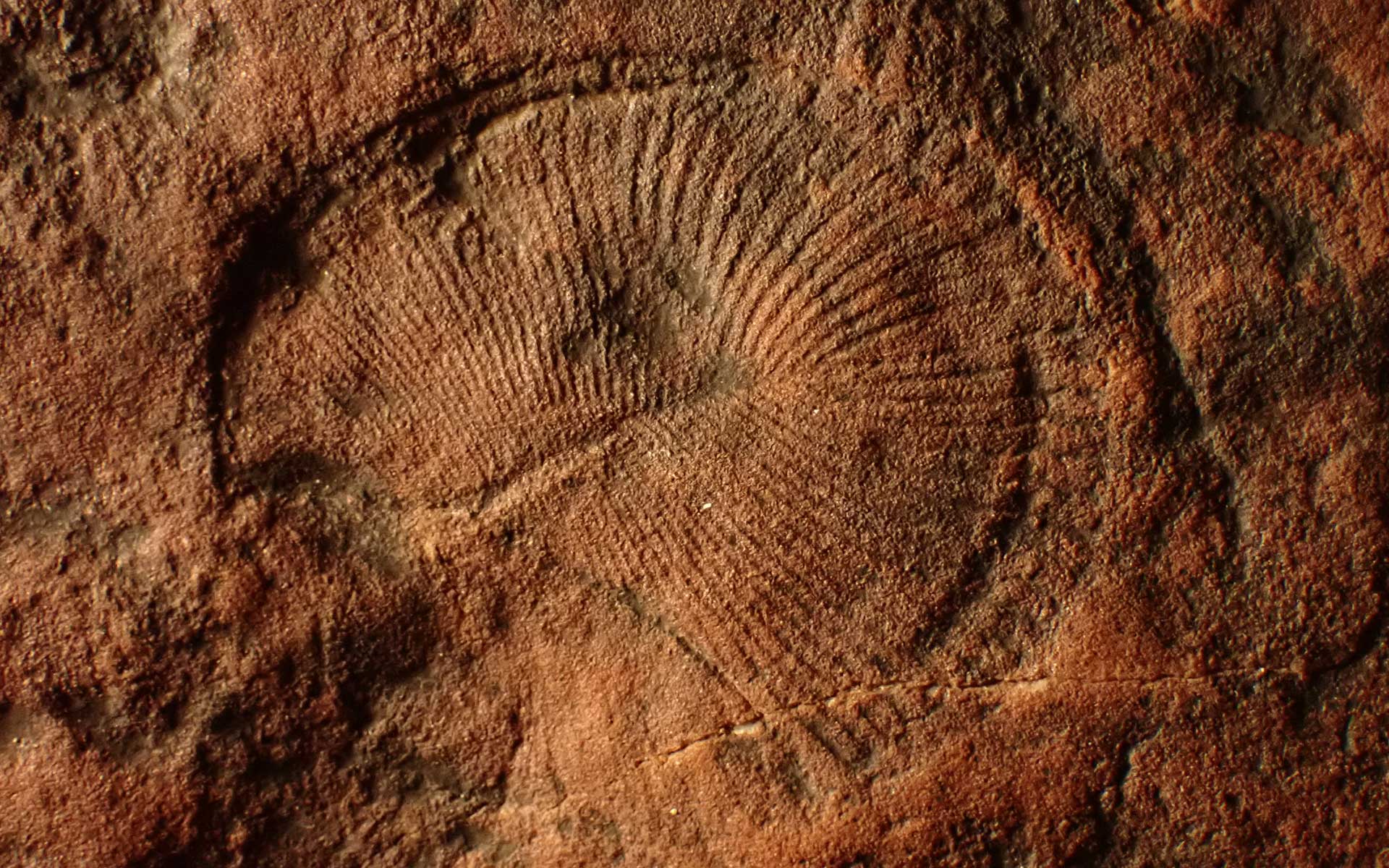 Holotype of one of the characteristic fossils of the Ediacara biota: Dickinsonia costata originally illustrated by Sprigg 1947, pl. 7, fig. 2. Length of specimen 68mm.