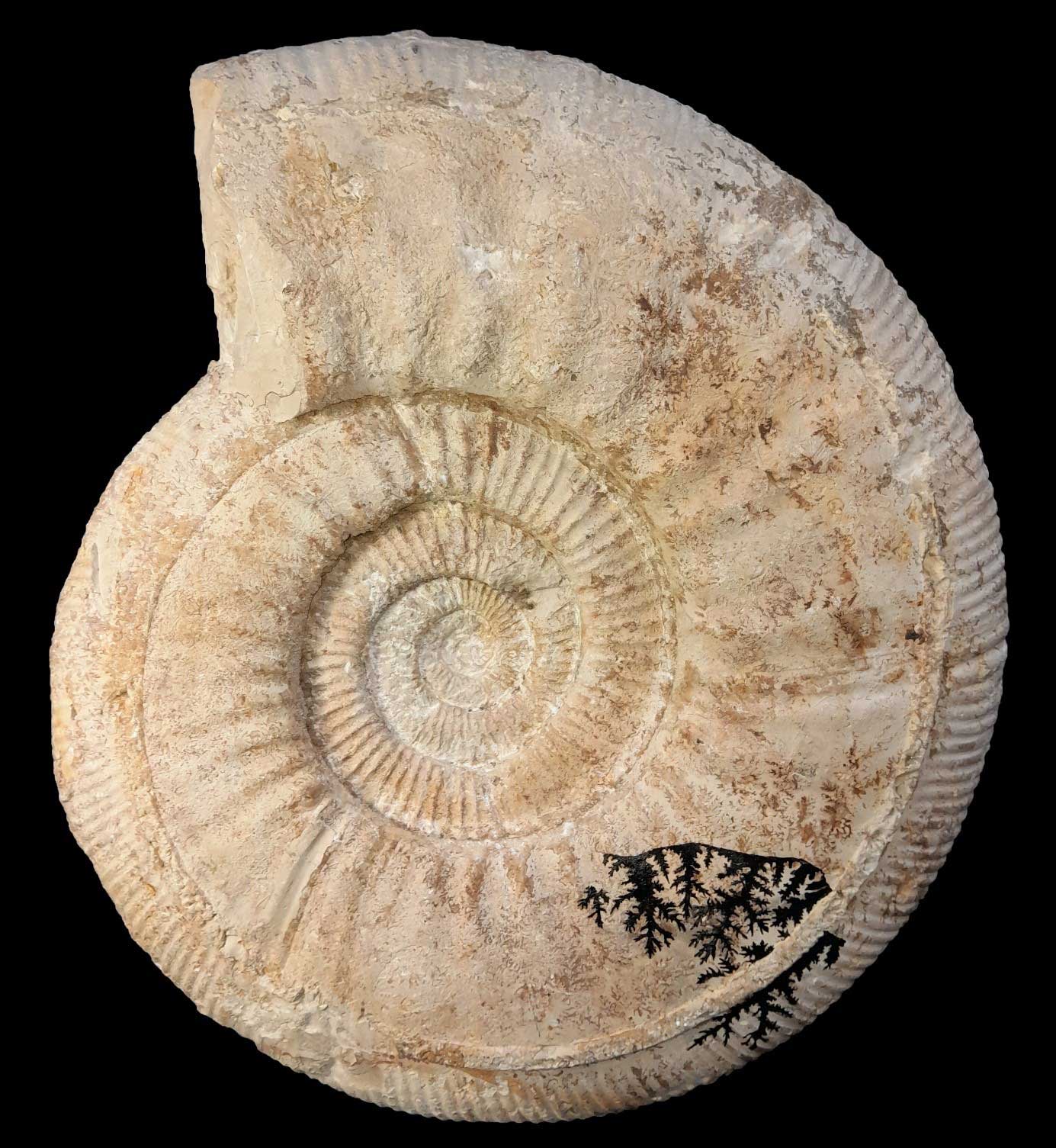 At the origin of biostratigraphy: ammonite Lithacosphinctes achilles (d’Orbigny, 1850) from the Late Jurassic (Oxfordian) of Aytré, Charente-Maritime, France. Specimen MNHN.F.A08240, diameter: 30 cm – © Sylvain Charbonnier (MNHN, CR2P).