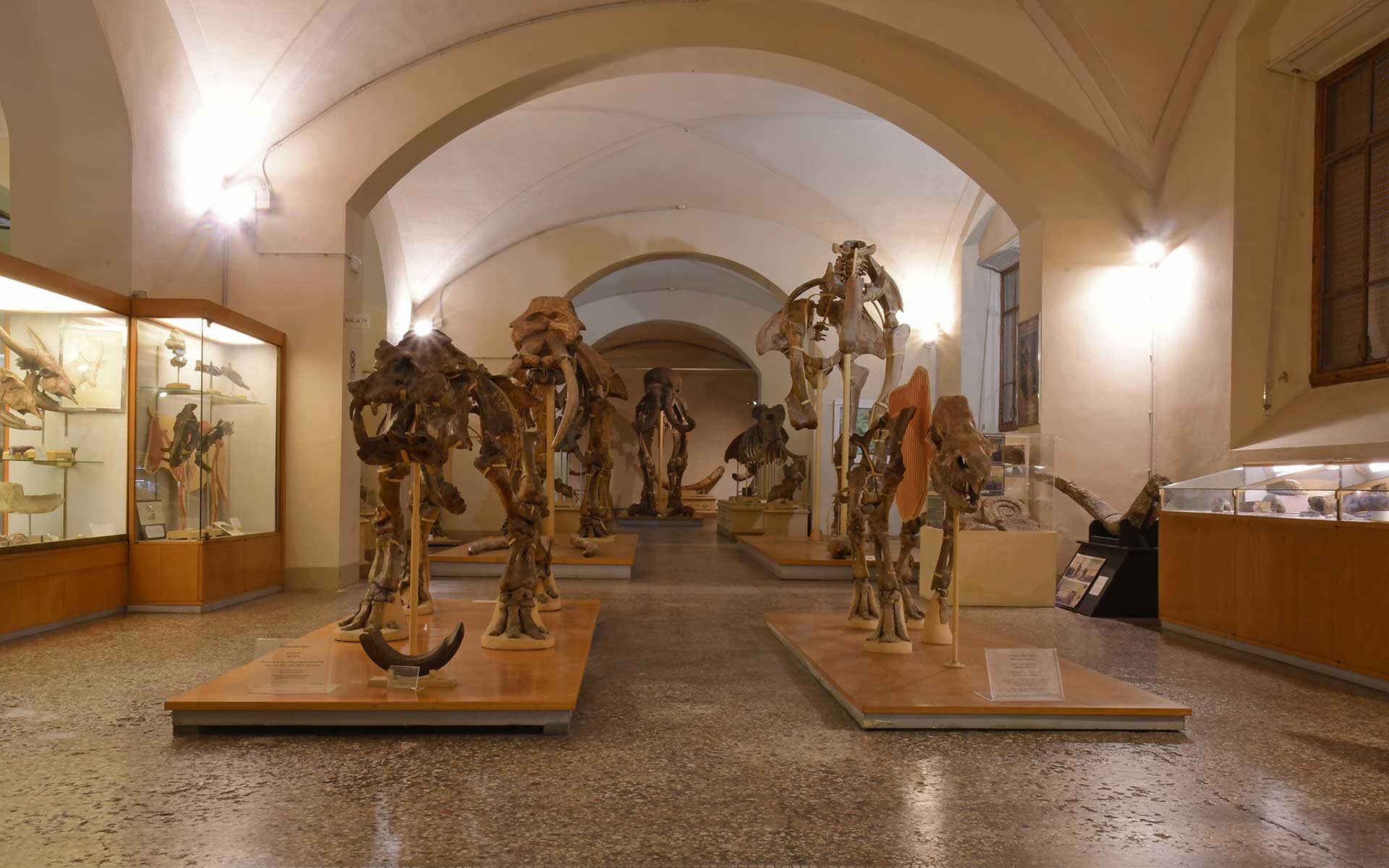 On the forefront: Hippopotamus antiquus (holotype) and Stephanorhinus etruscus; behind them: Anancus arvernensis and Mammuthus meridionalis; to the side Homotherium crenatidens and Sus strozzii (holotypes).