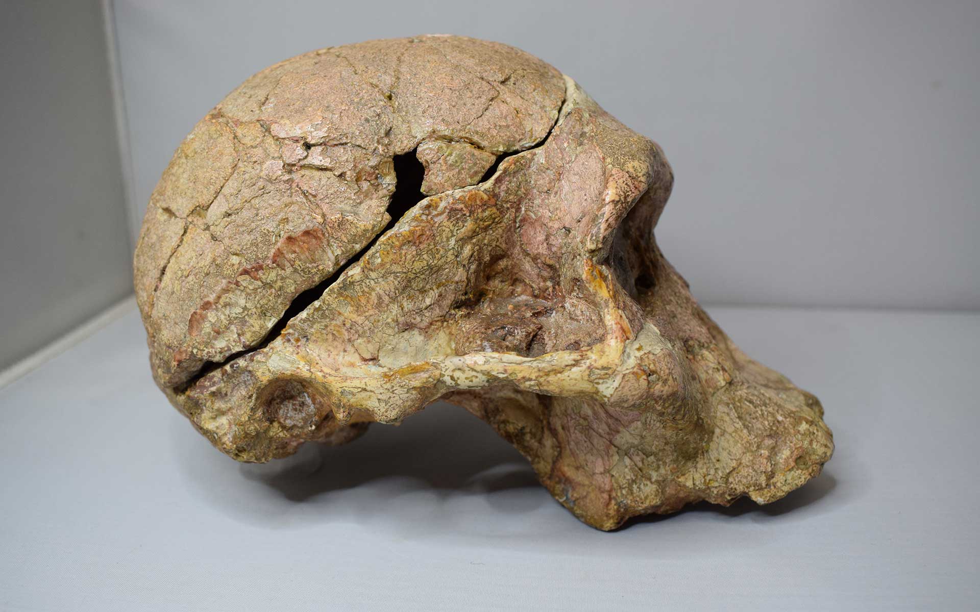 Mrs. Ples is the popular name for the oldest complete Australopithecus africanus skull discovered in South Africa. It was blown to pieces as a result of Broom's use of dynamite during the excavation.