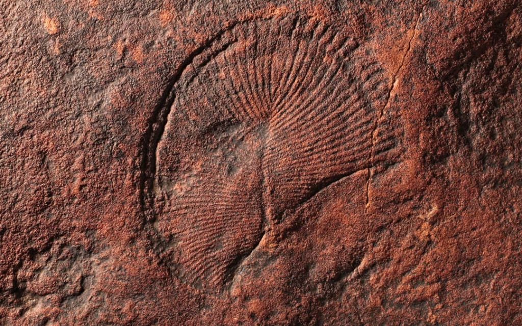 Holotype of one of the characteristic fossils of the Ediacara biota: Dickinsonia costata originally illustrated by Sprigg 1947, pl. 7, fig. 2. Length of specimen 68mm (photo by Diego C. García-Bellido).