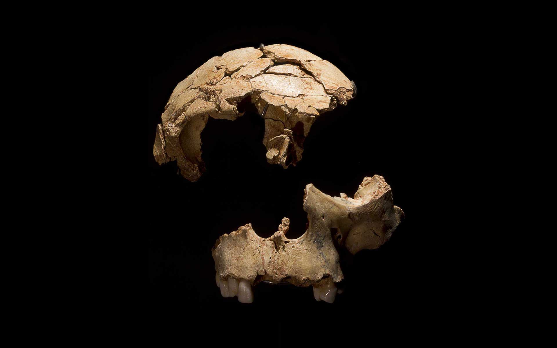 Homo antecessor skull from Gran Dolina (ATD6-15 and ATD6-69). MHE.